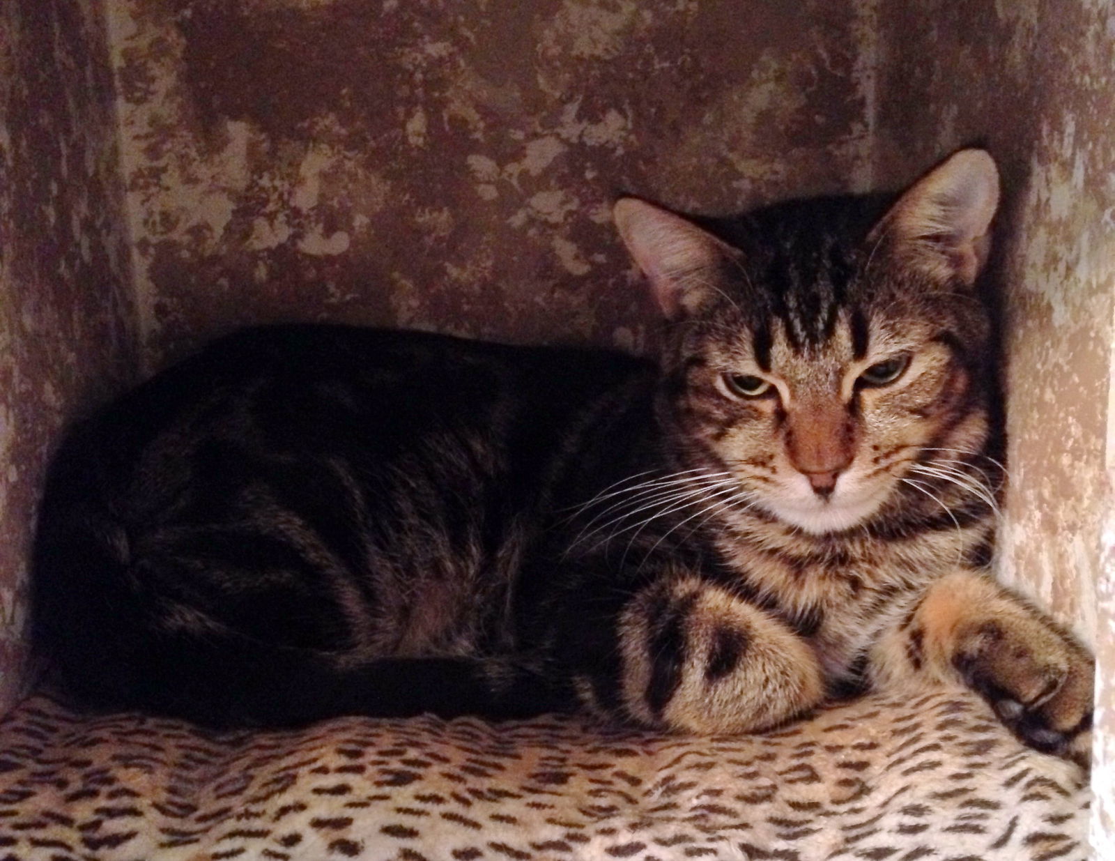 Mason, an adoptable Tabby in Alvin, TX, 77512 | Photo Image 3