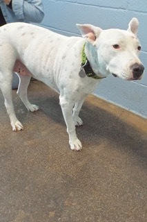 Heidi, an adoptable American Staffordshire Terrier in Green Valley, AZ_image-2