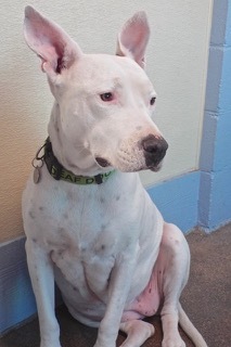 Heidi, an adoptable American Staffordshire Terrier in Green Valley, AZ_image-4