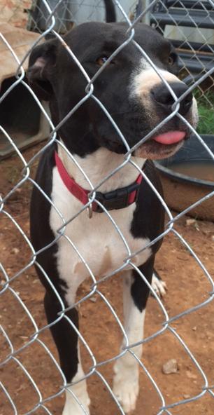 Dexter, an adoptable Pit Bull Terrier, Labrador Retriever in Blanchard, OK, 73010 | Photo Image 1