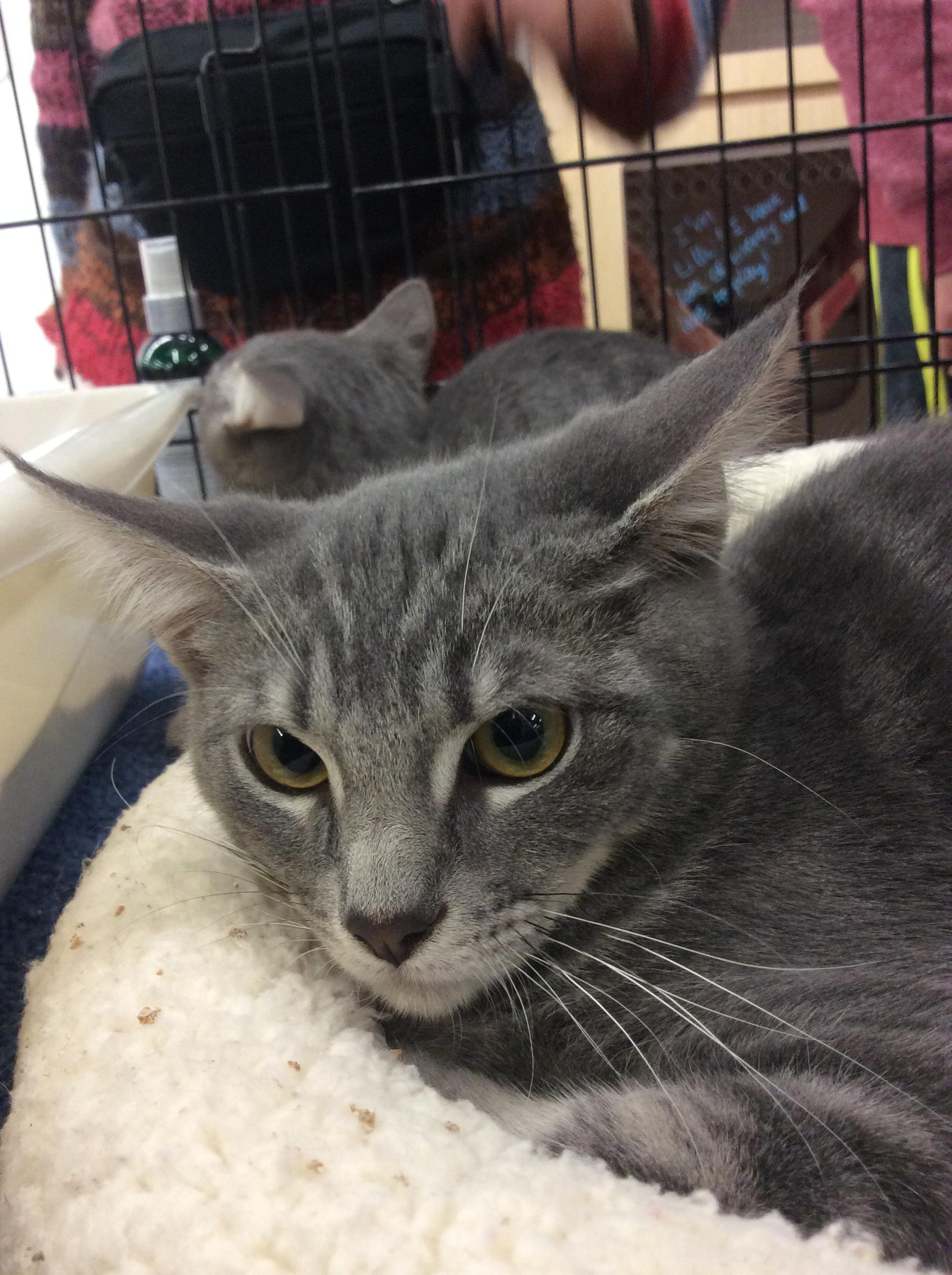 Smokey, an adoptable Tabby, Tuxedo in Buena Park, CA, 90620 | Photo Image 1