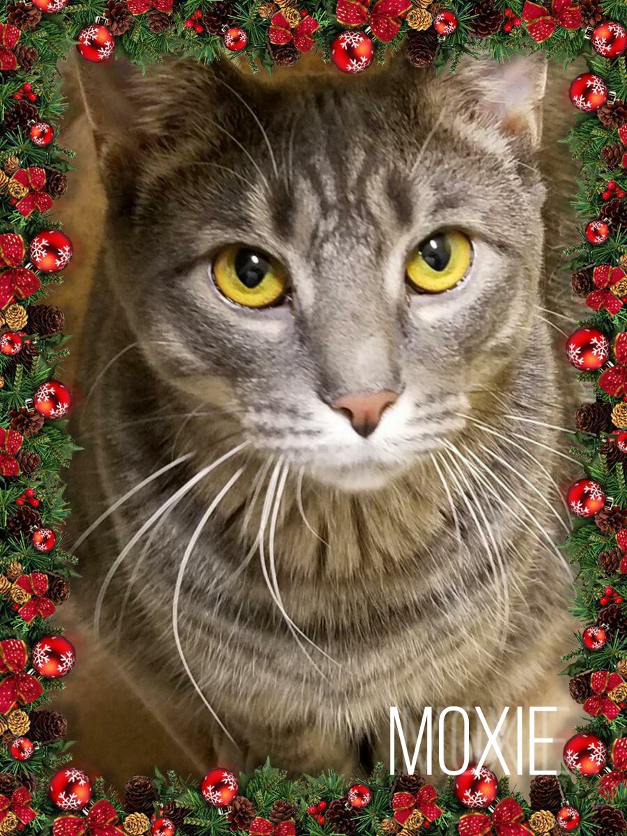 Moxie, an adoptable Tabby in Whiting, IN, 46394 | Photo Image 1