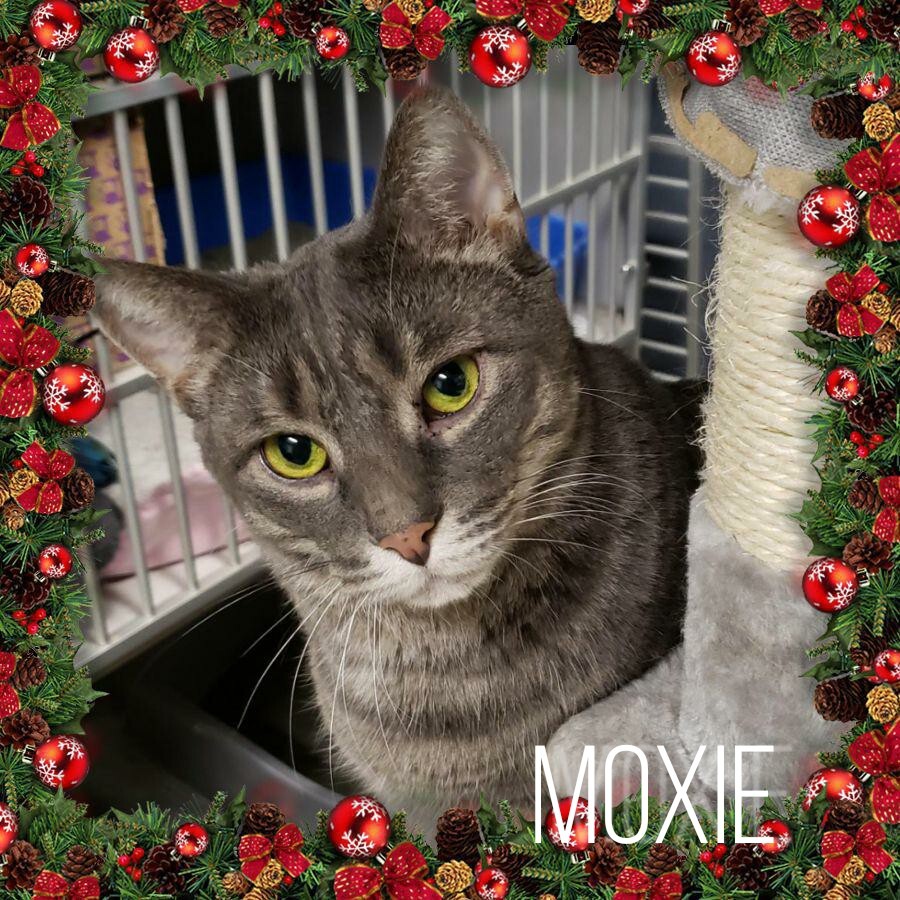 Moxie, an adoptable Tabby in Whiting, IN, 46394 | Photo Image 2