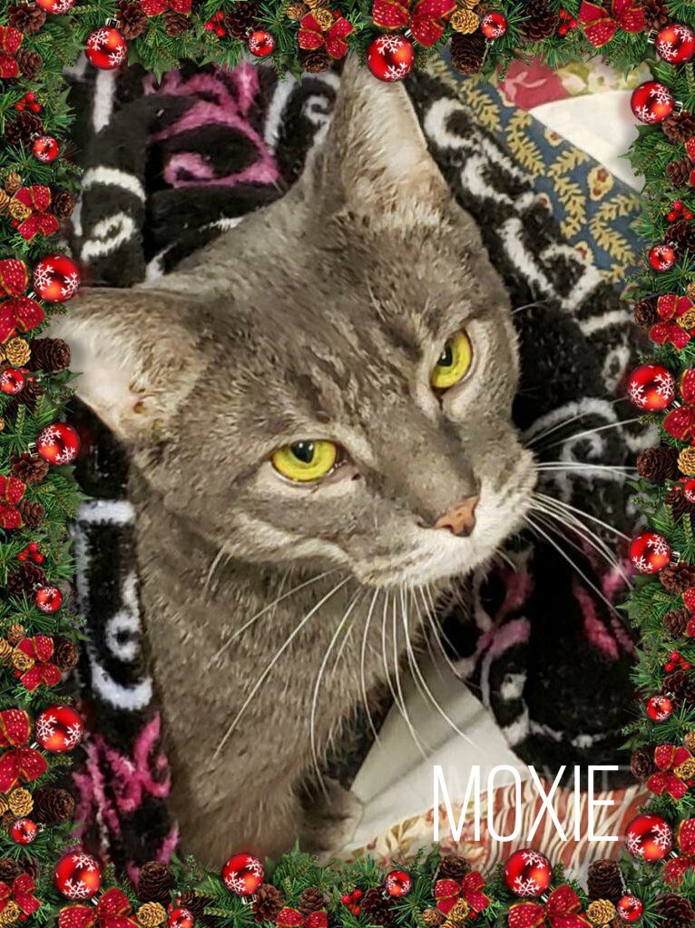 Moxie, an adoptable Tabby in Whiting, IN, 46394 | Photo Image 3