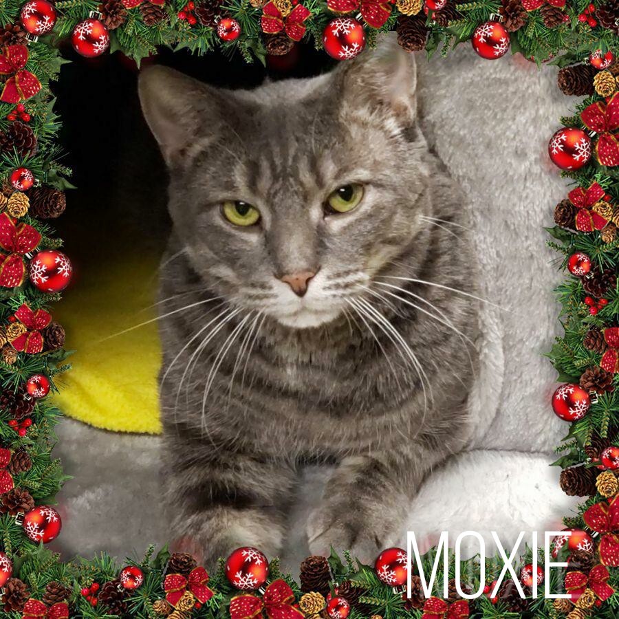 Moxie, an adoptable Tabby in Whiting, IN, 46394 | Photo Image 4