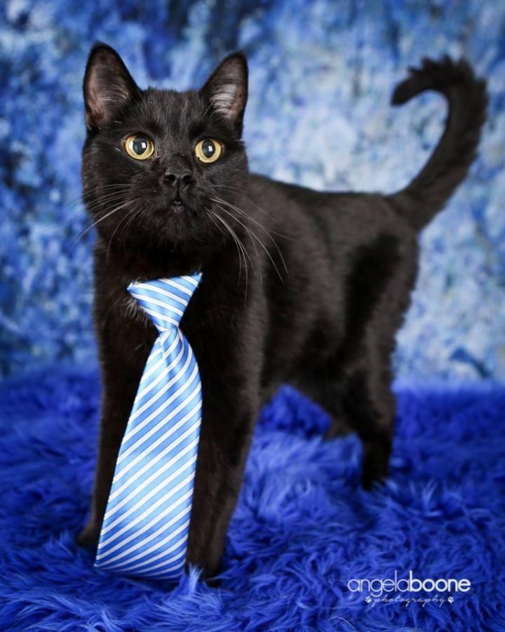 Cat For Adoption Ninja A Domestic Short Hair Mix In Blaine Mn