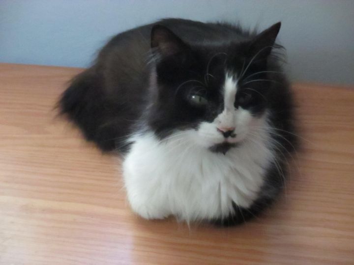 Cat For Adoption Seraphinah A Domestic Long Hair In Midland Mi Petfinder