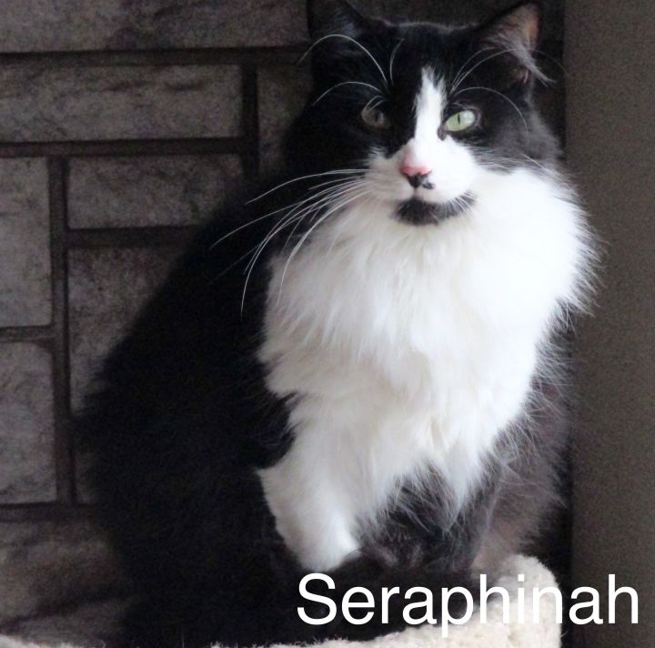 Seraphinah, an adoptable Domestic Long Hair in Midland, MI_image-5