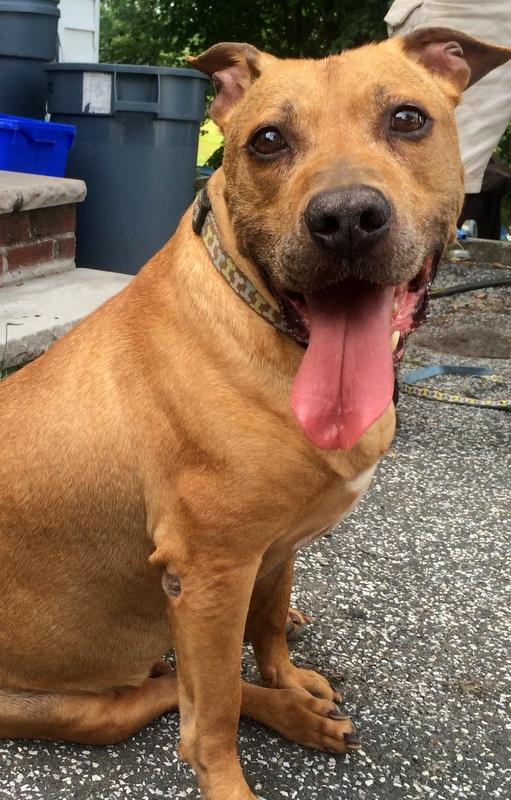 Sandman, an adoptable American Staffordshire Terrier, Yellow Labrador Retriever in Nanuet, NY, 10954 | Photo Image 1