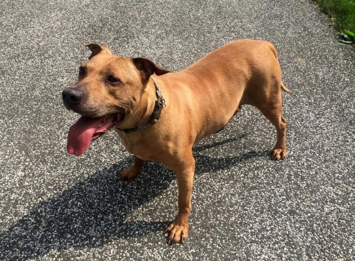 Sandman *SUPER URGT* IMMED FOSTER HOME NEEDED, an adoptable American Staffordshire Terrier & Yellow Labrador Retriever Mix in Nanuet, NY_image-3
