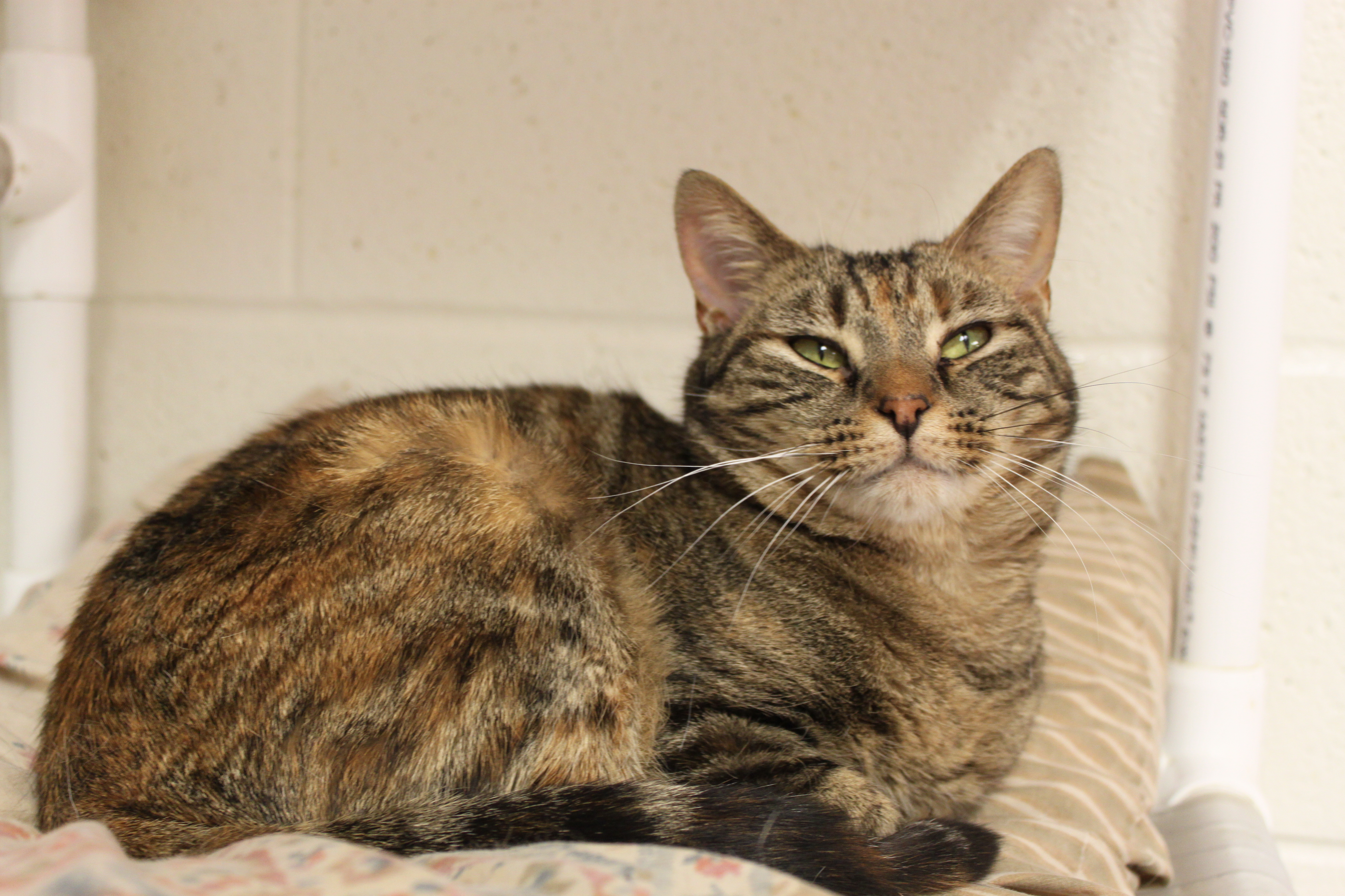 Minnie, an adoptable Domestic Short Hair in Portsmouth, OH, 45662 | Photo Image 3