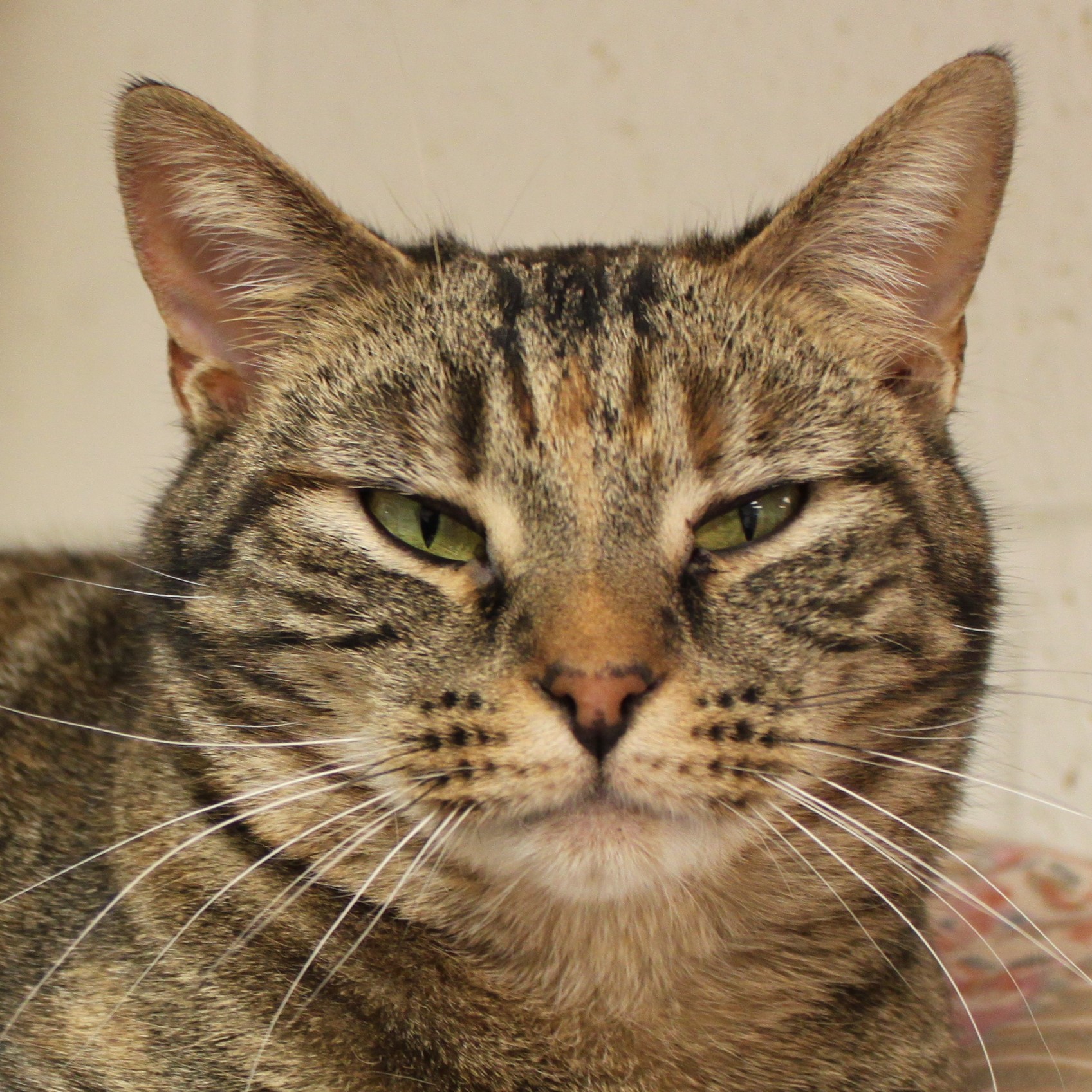 Minnie, an adoptable Domestic Short Hair in Portsmouth, OH, 45662 | Photo Image 1