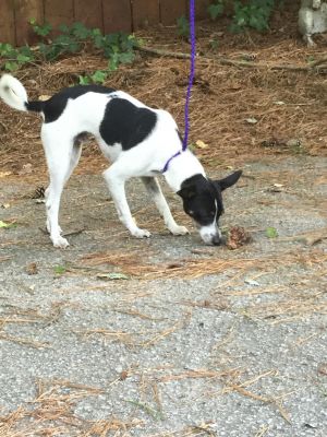 Walker Rat Terrier Dog