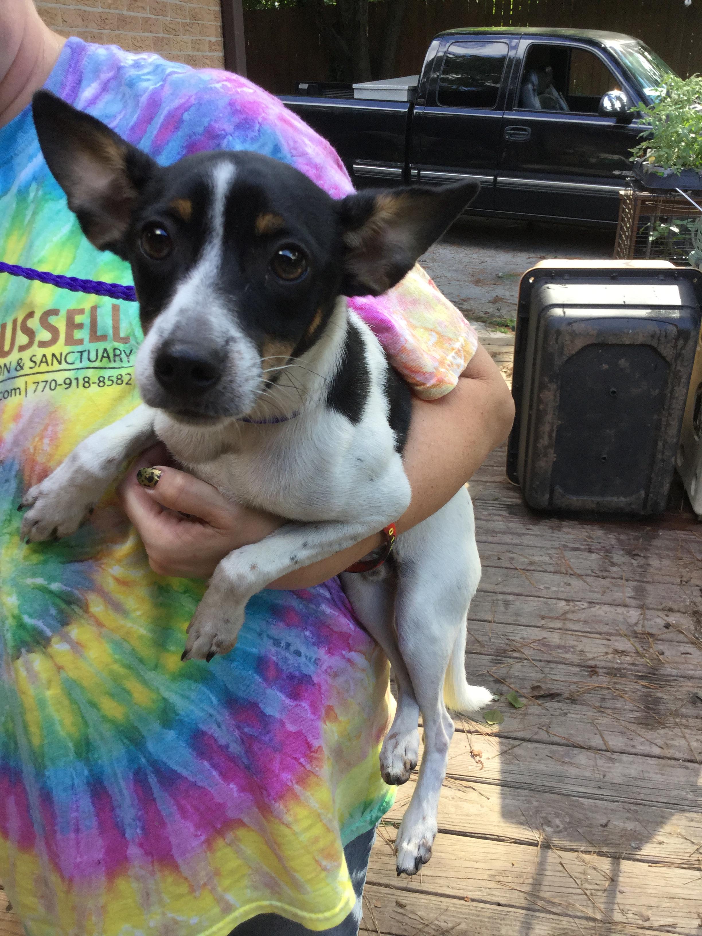 Walker, an adoptable Rat Terrier in Snellville, GA, 30039 | Photo Image 2