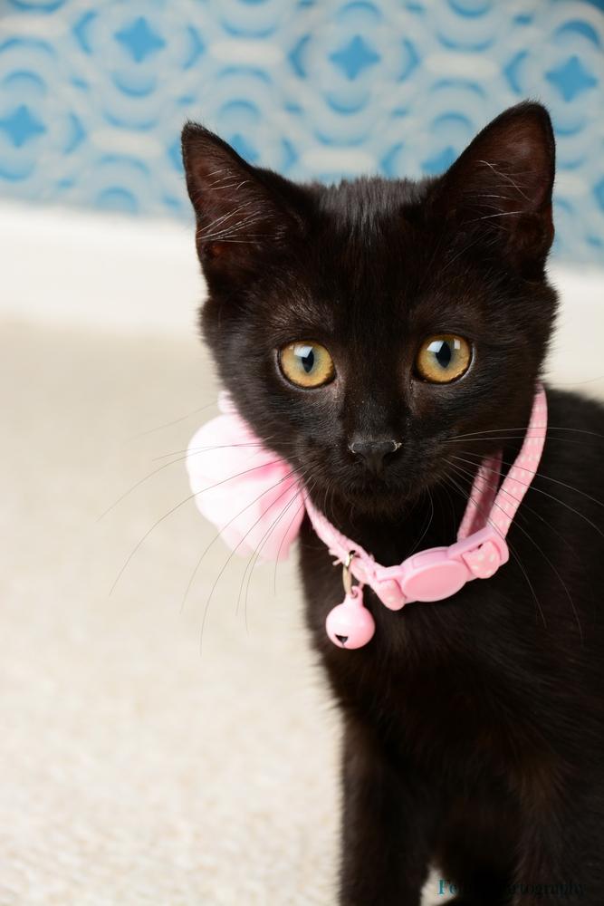 Emmy, an adopted Domestic Short Hair Mix in Waxhaw, NC_image-1