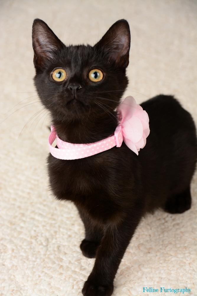 Emmy, an adopted Domestic Short Hair Mix in Waxhaw, NC_image-2