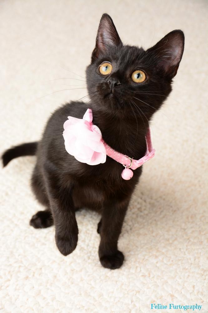 Emmy, an adopted Domestic Short Hair Mix in Waxhaw, NC_image-3