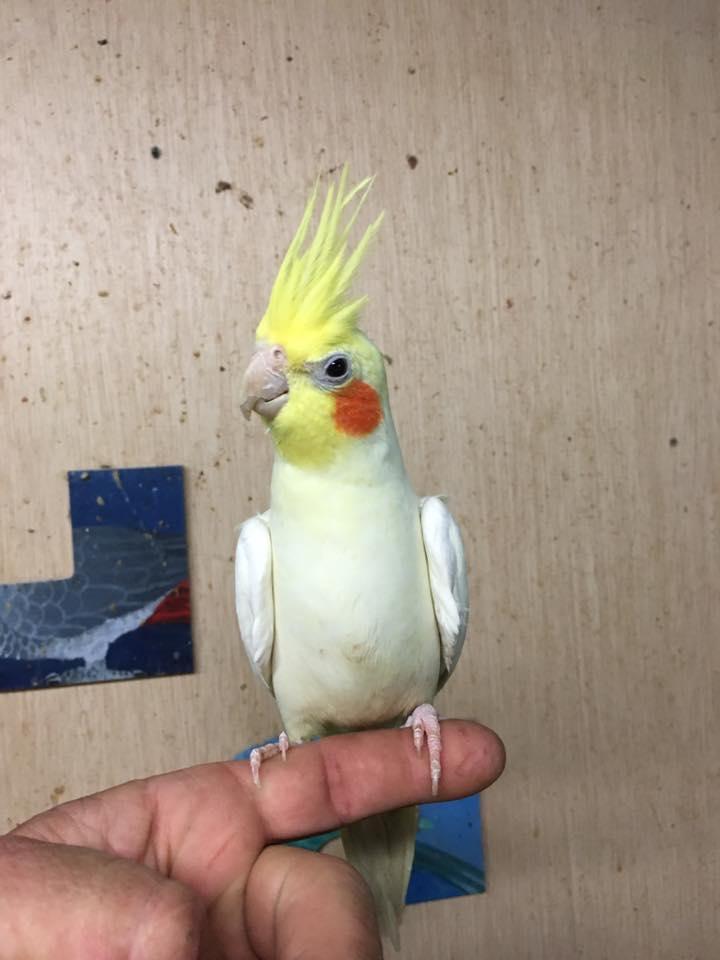 Cockatiel store near clearance me