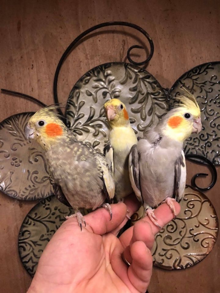 LGR Cockatiels 4