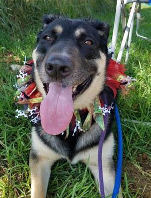 Buddy, an adoptable German Shepherd Dog Mix in Santa Paula, CA_image-1