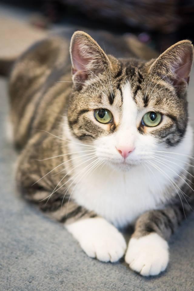 Paco, an adoptable Domestic Short Hair, Tabby in Allentown, PA, 18103 | Photo Image 1