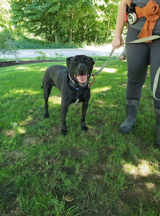 Becky - in Maine, an adoptable Labrador Retriever in Kennebunkport, ME, 04046 | Photo Image 2