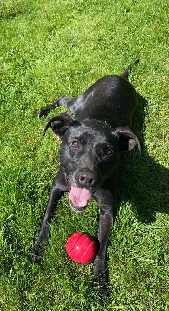 Dog for adoption - Becky - in Maine, a Labrador Retriever Mix in