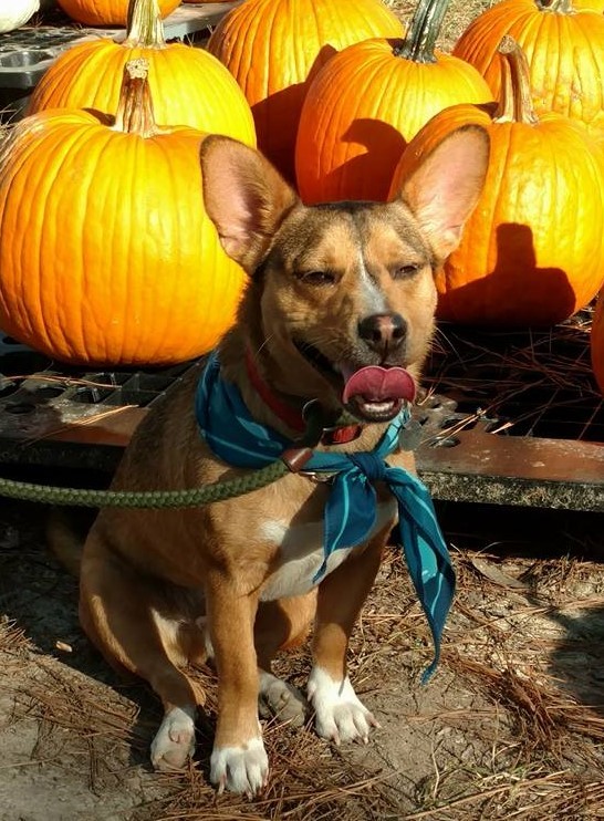 Scrappy, an adoptable Terrier Mix in Irmo, SC_image-5