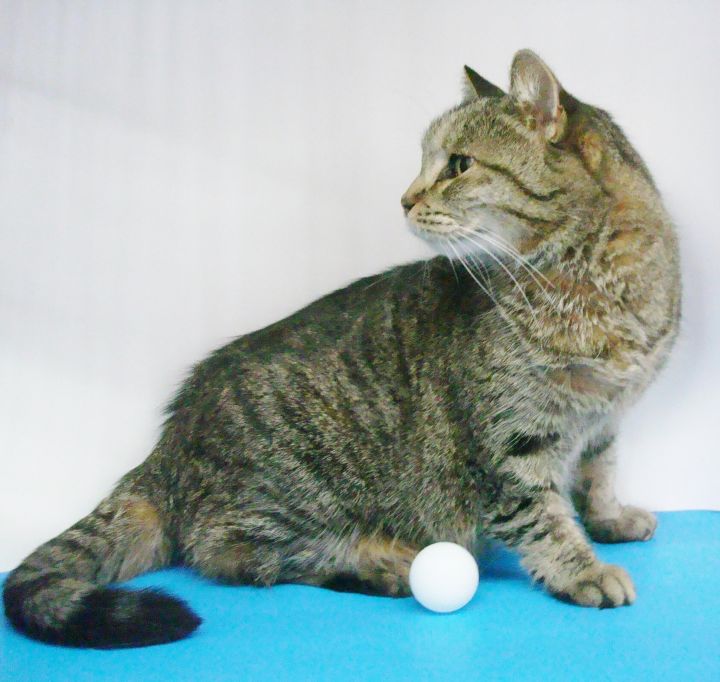 T.J., an adoptable Domestic Short Hair in Rochester, IN_image-3