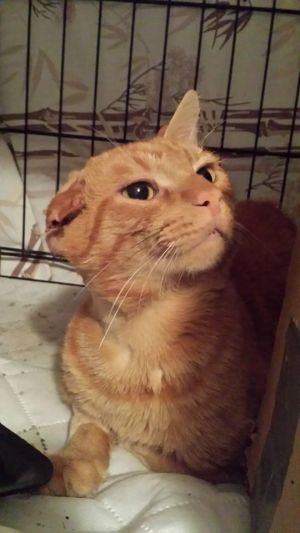 Onie, Adult Male unknown