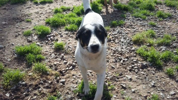 Dog For Adoption Lefty A Parson Russell Terrier In New
