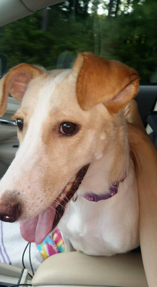 Selima, an adoptable Shepherd in Brewster , NY, 10509 | Photo Image 2