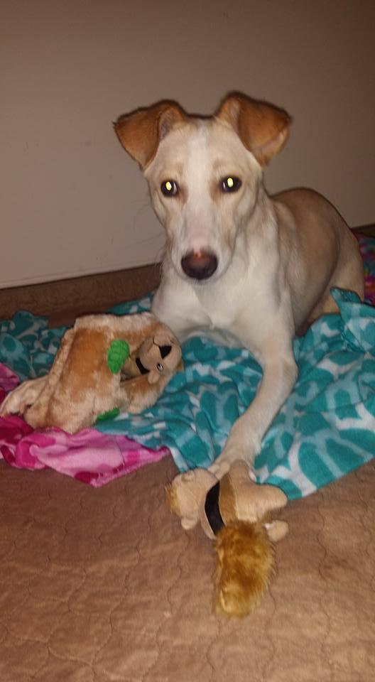 Selima, an adoptable Shepherd in Brewster , NY, 10509 | Photo Image 3