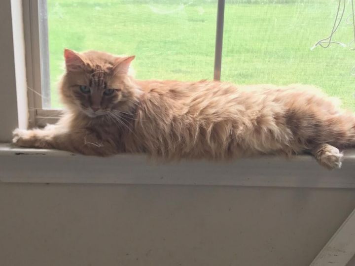 Cat for adoption Flo, a Domestic Medium Hair & Tabby Mix in Baton