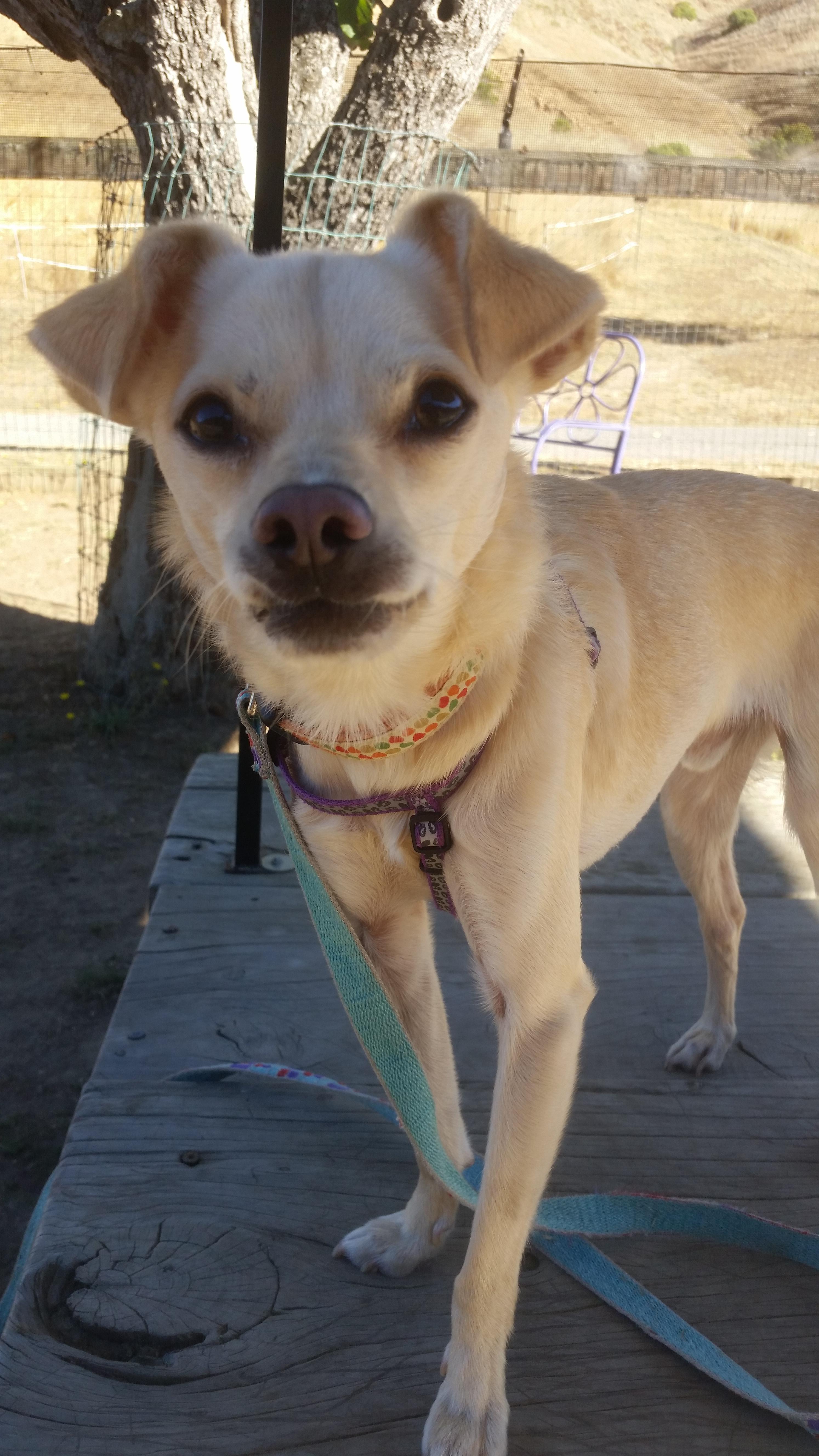 Rickie, an adoptable Chihuahua in Petaluma, CA, 94953 | Photo Image 2