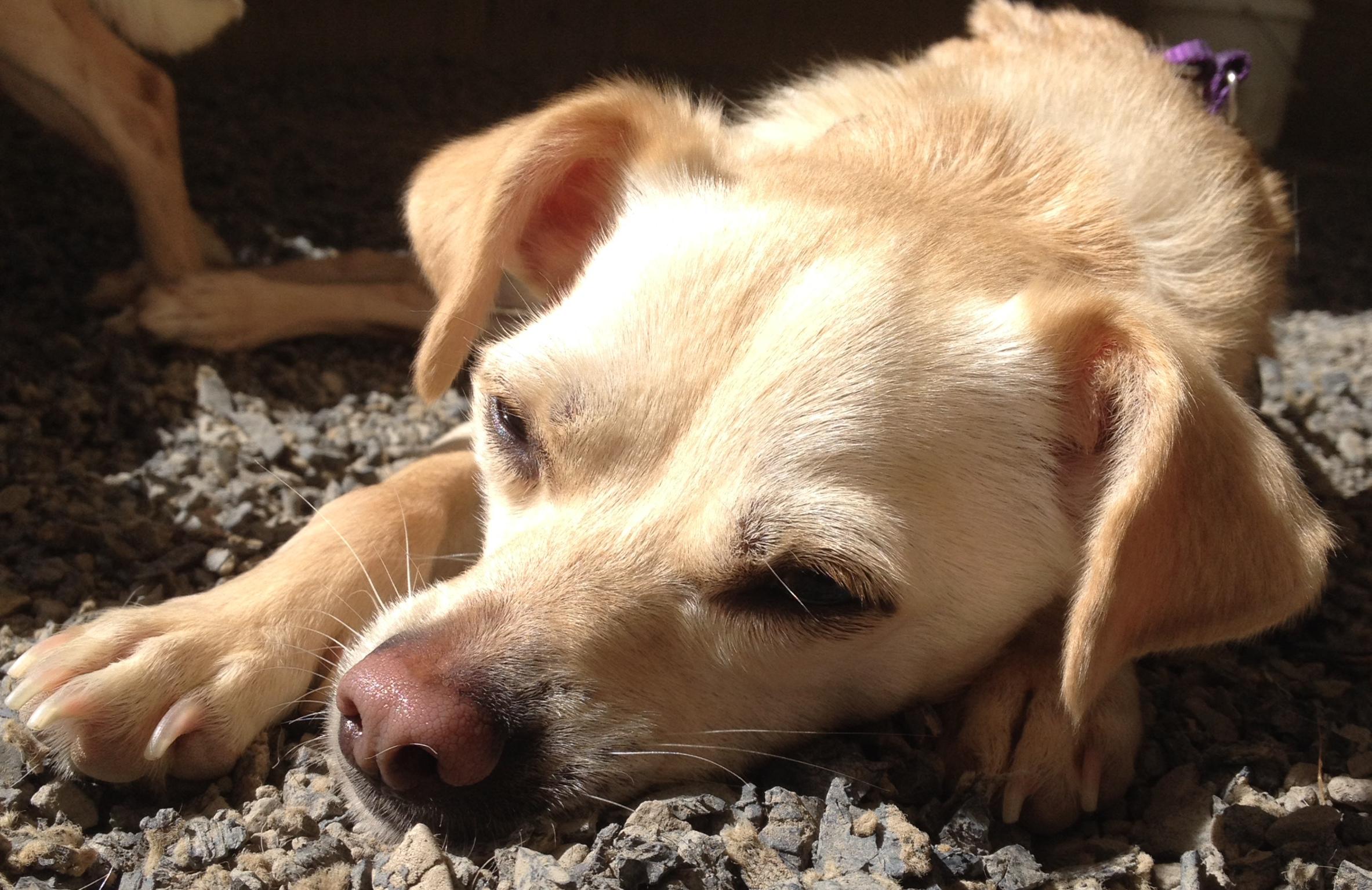 Rickie, an adoptable Chihuahua in Petaluma, CA, 94953 | Photo Image 3