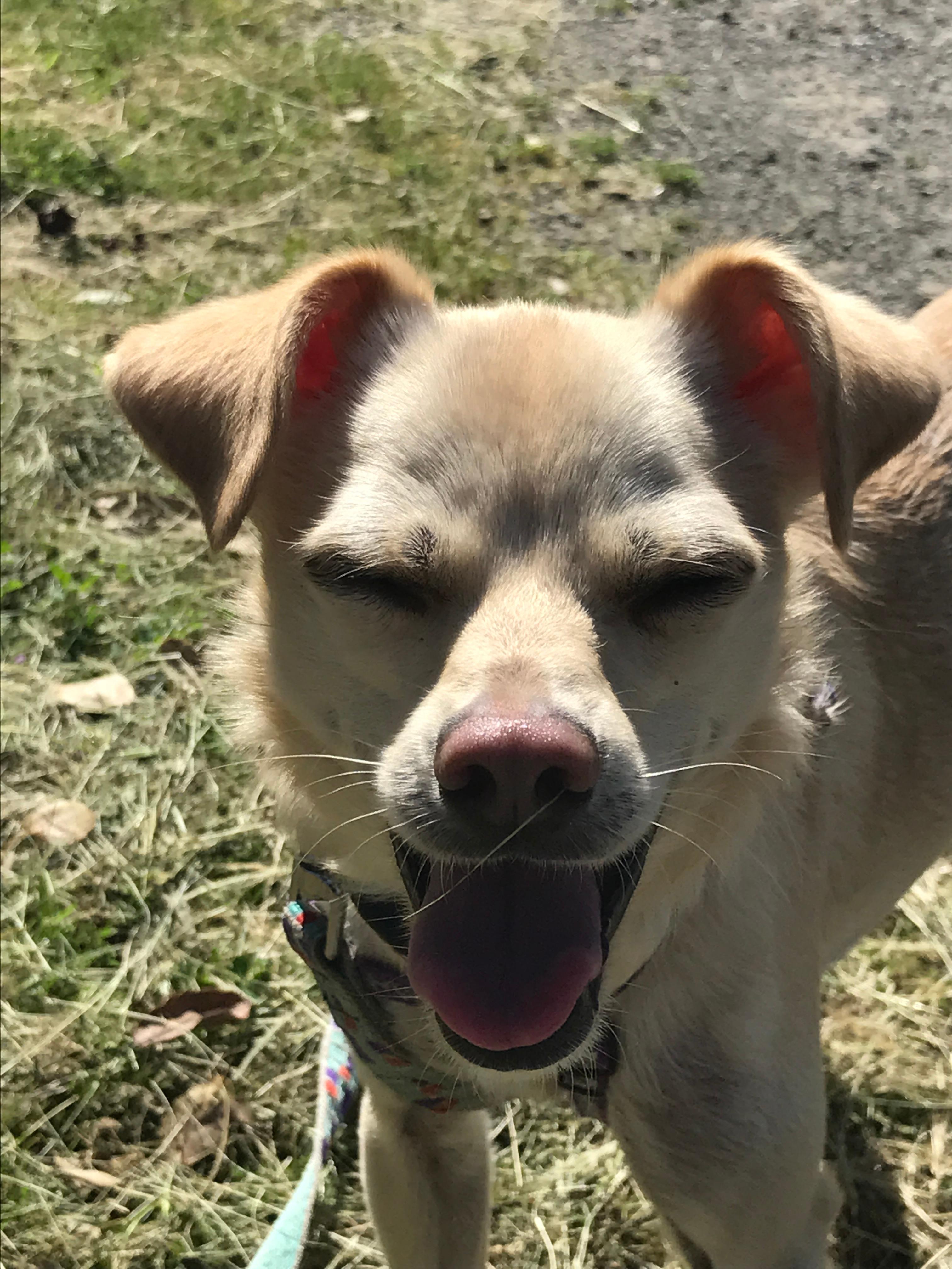 Rickie, an adoptable Chihuahua in Petaluma, CA, 94953 | Photo Image 4