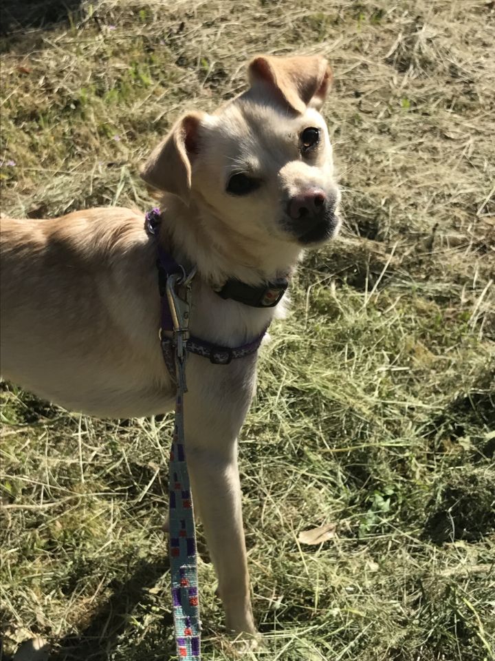 Rickie, an adoptable Chihuahua Mix in Petaluma, CA_image-1