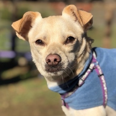 Rickie, an adoptable Chihuahua in Petaluma, CA, 94953 | Photo Image 1