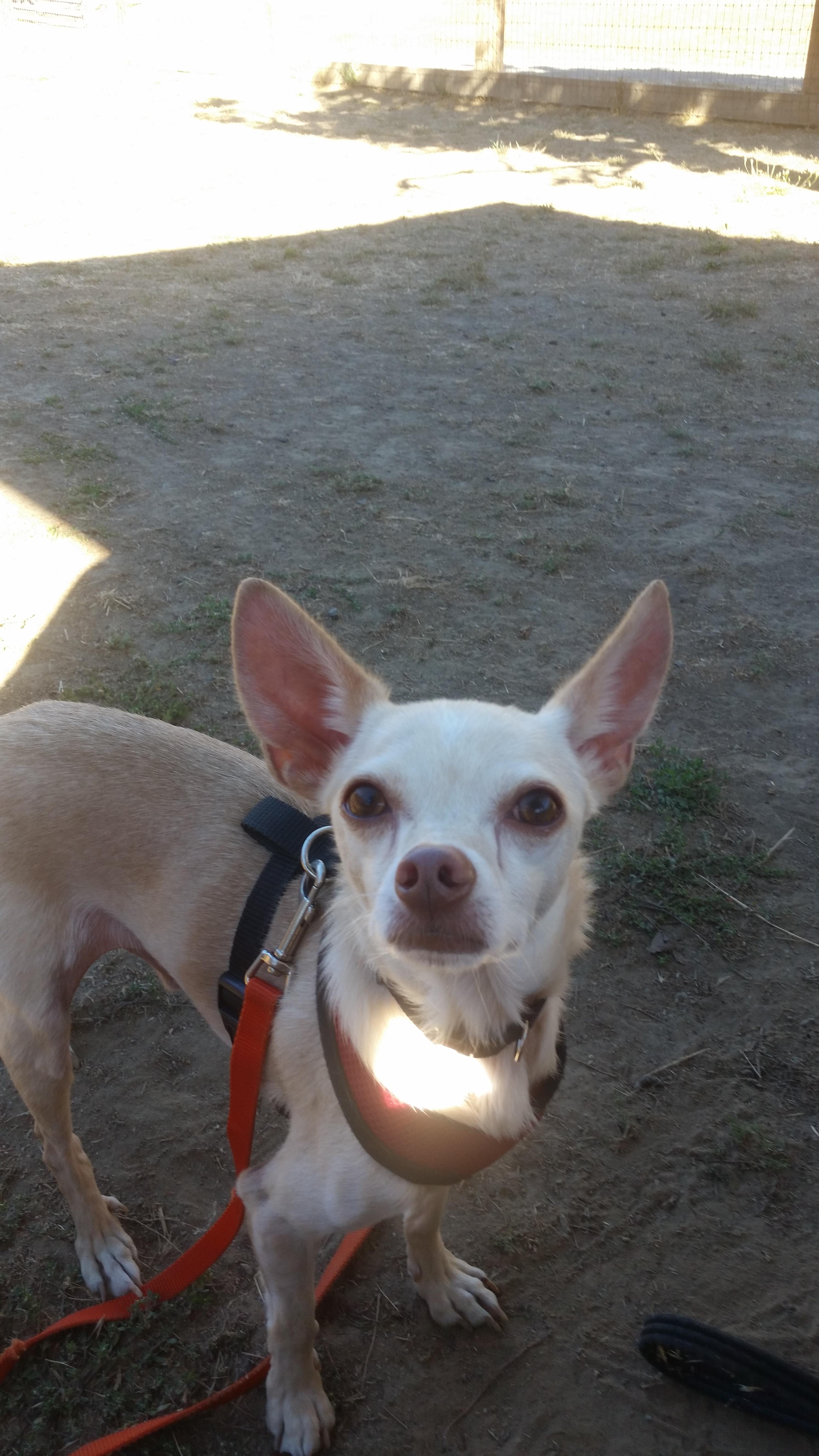Hutch, an adoptable Chihuahua in Petaluma, CA, 94953 | Photo Image 1