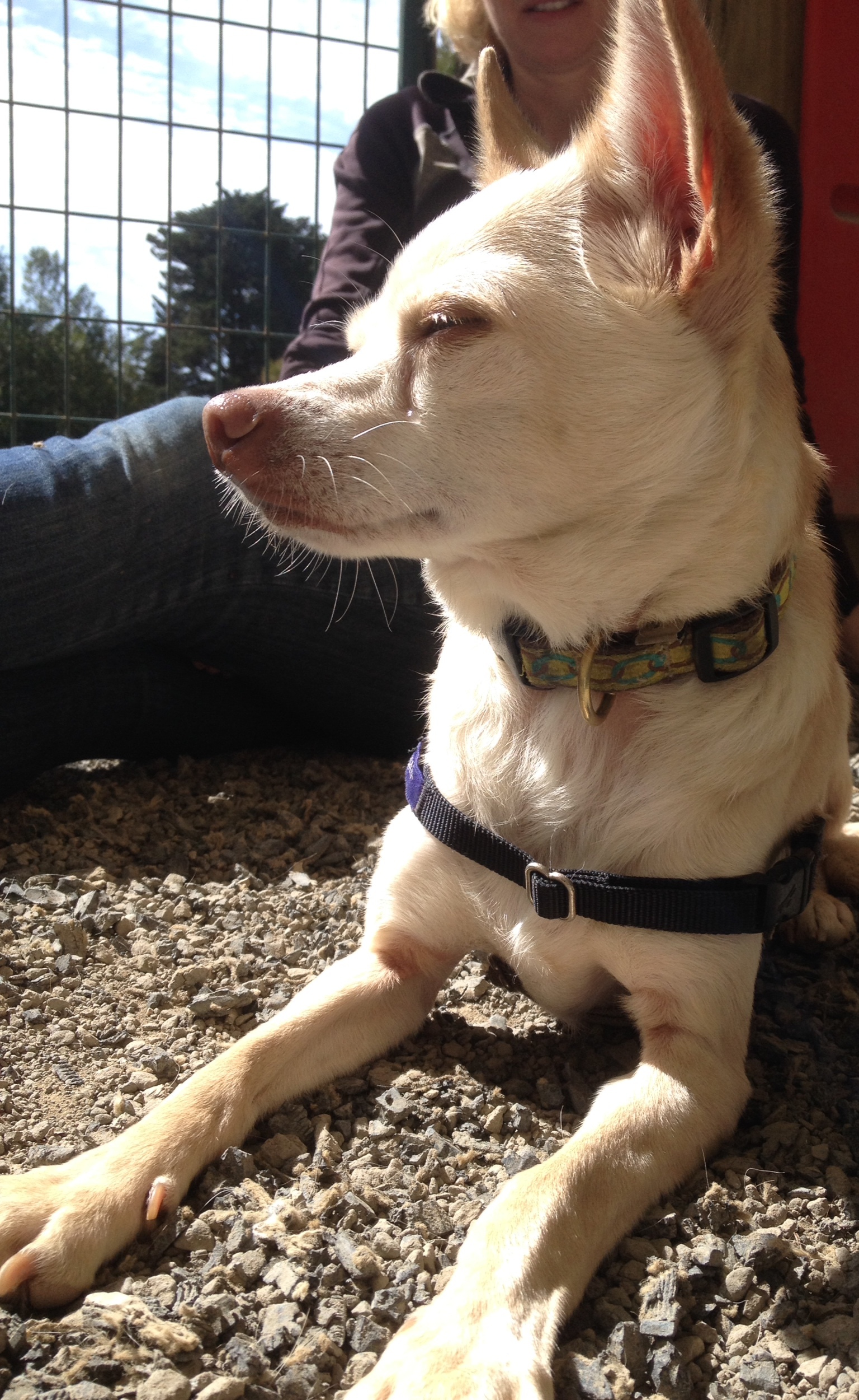 Hutch, an adoptable Chihuahua in Petaluma, CA, 94953 | Photo Image 3