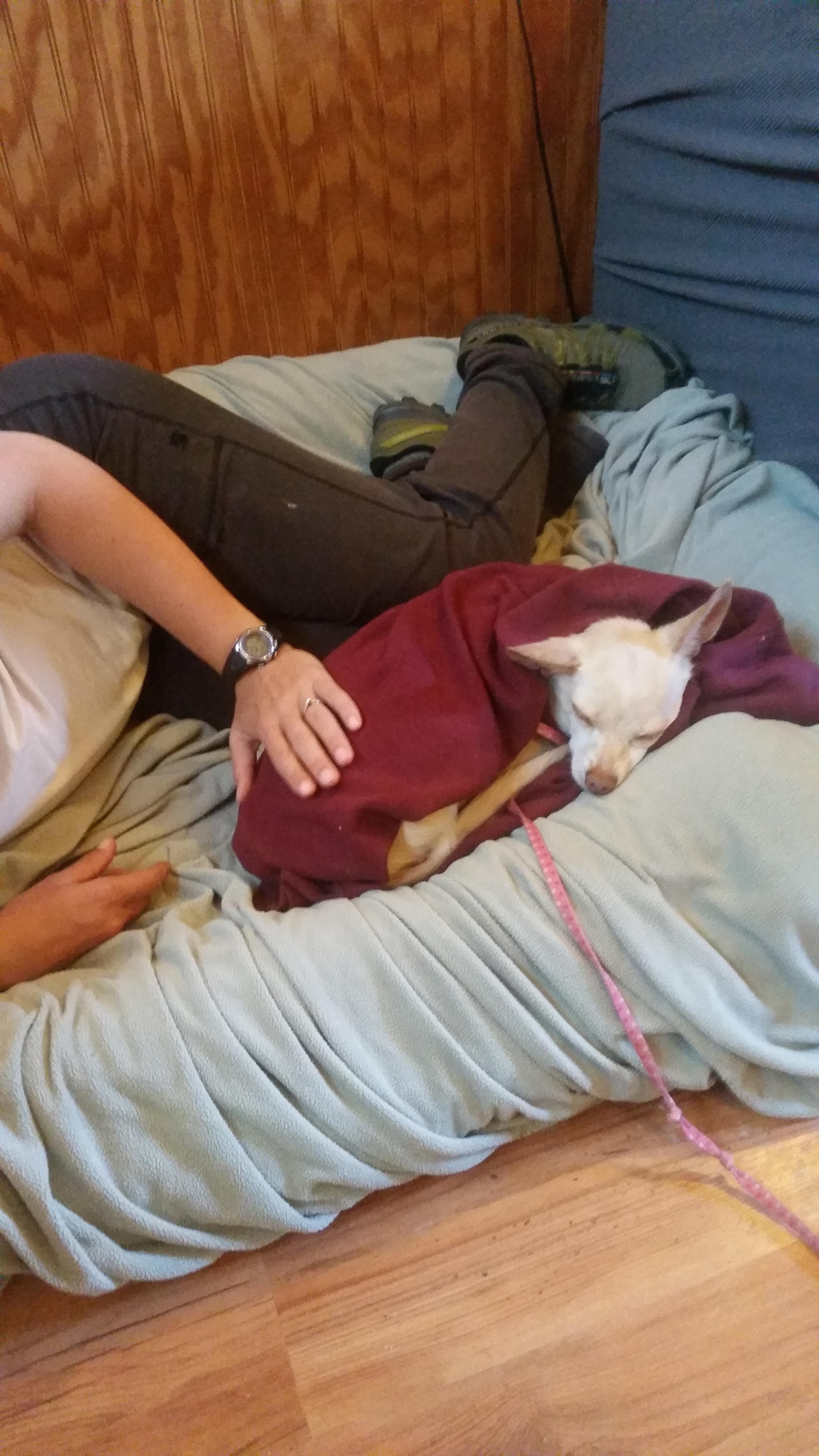 Hutch, an adoptable Chihuahua in Petaluma, CA, 94953 | Photo Image 4