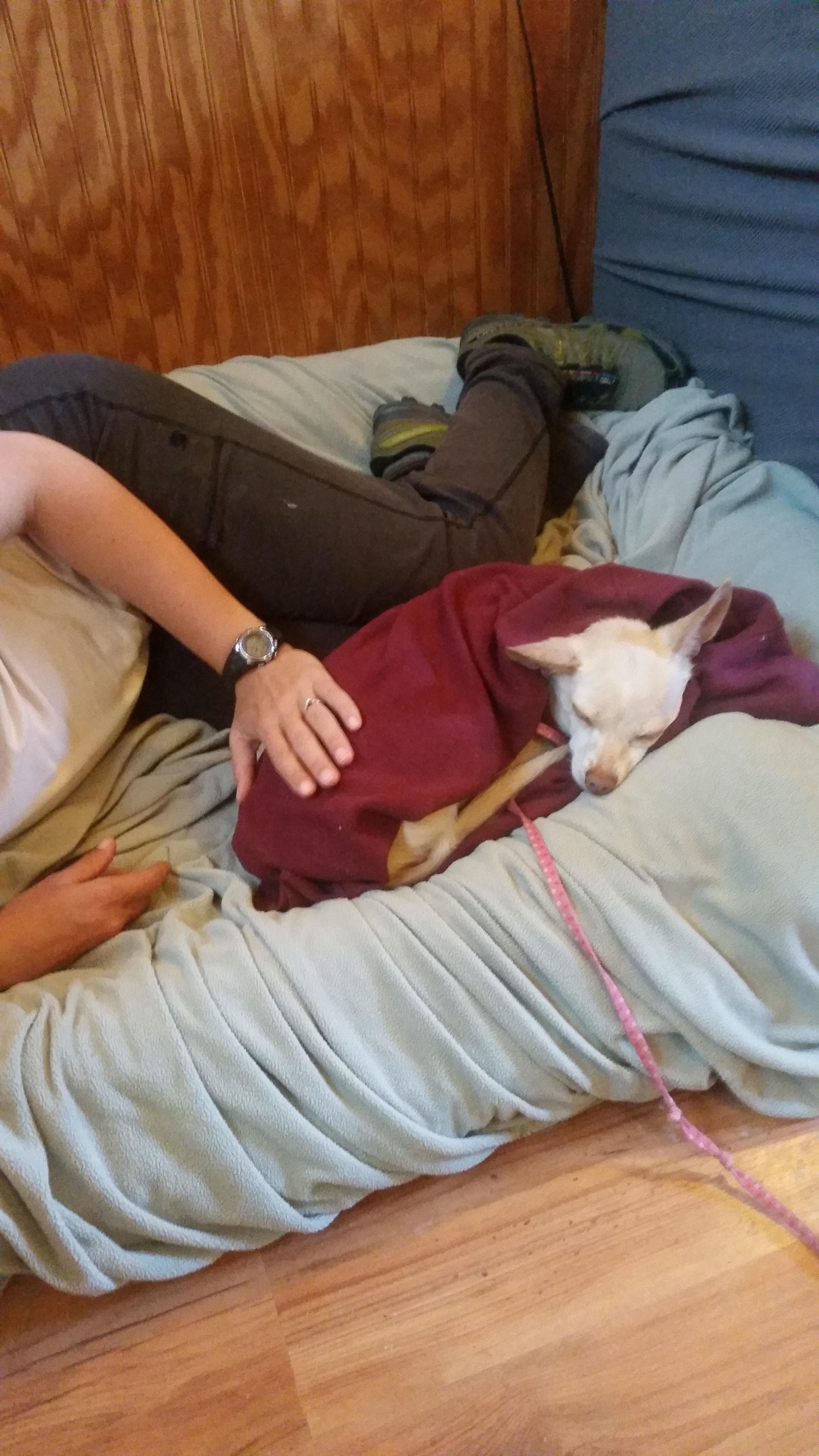 Hutch, an adoptable Chihuahua in Petaluma, CA, 94953 | Photo Image 3