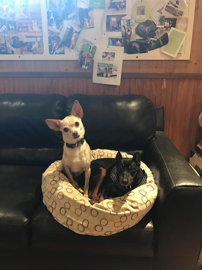 Hutch, an adoptable Chihuahua in Petaluma, CA, 94953 | Photo Image 4