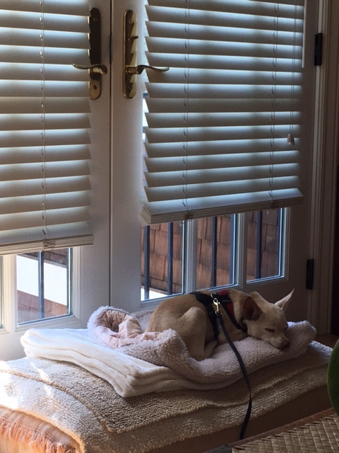Hutch, an adoptable Chihuahua in Petaluma, CA, 94953 | Photo Image 6
