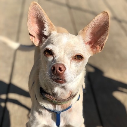 Hutch, an adoptable Chihuahua in Petaluma, CA, 94953 | Photo Image 1