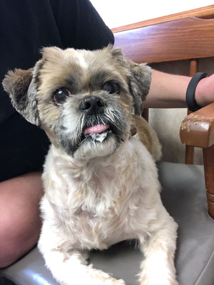 Dog For Adoption Indiana Bones A Shih Tzu Mix In Mount Gretna