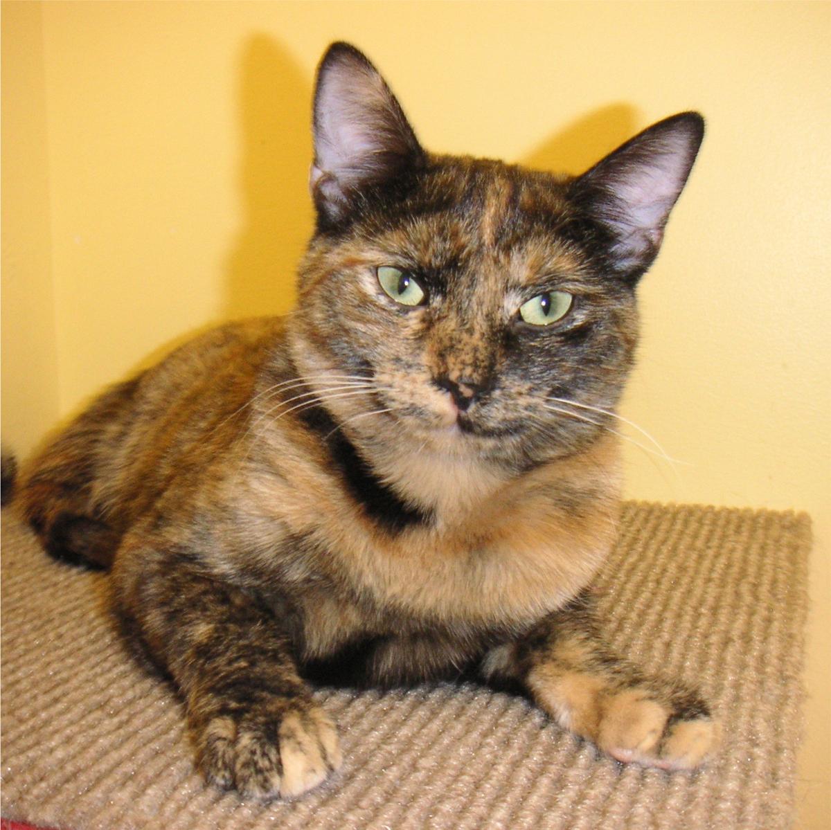 Patches, an adoptable Tortoiseshell in Arlington Heights, IL, 60006 | Photo Image 1