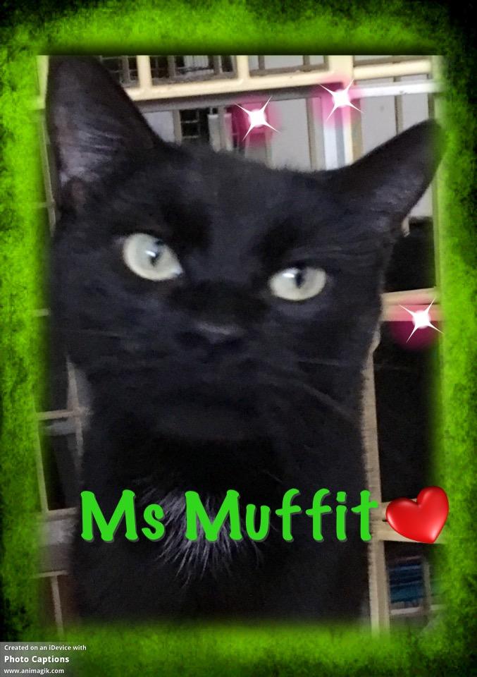 Ms Muffit 2