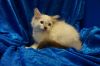 petfinder ragdoll